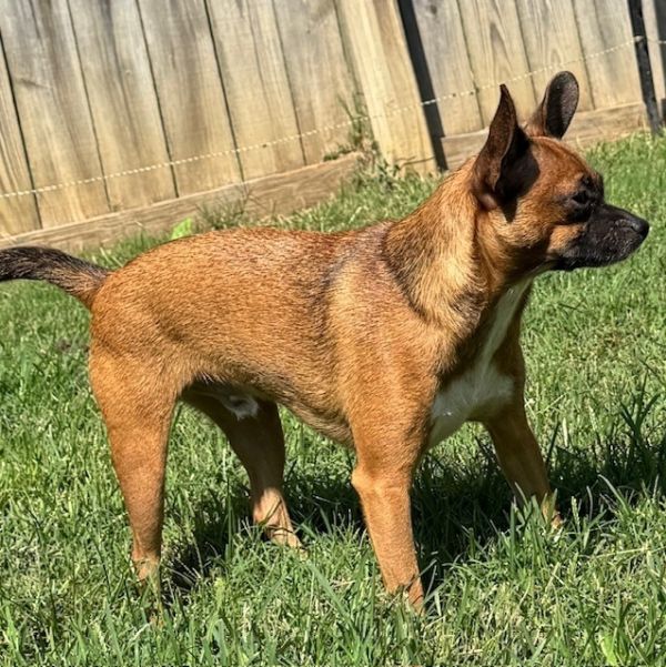 Furry Lee Lewis thumbnail 3