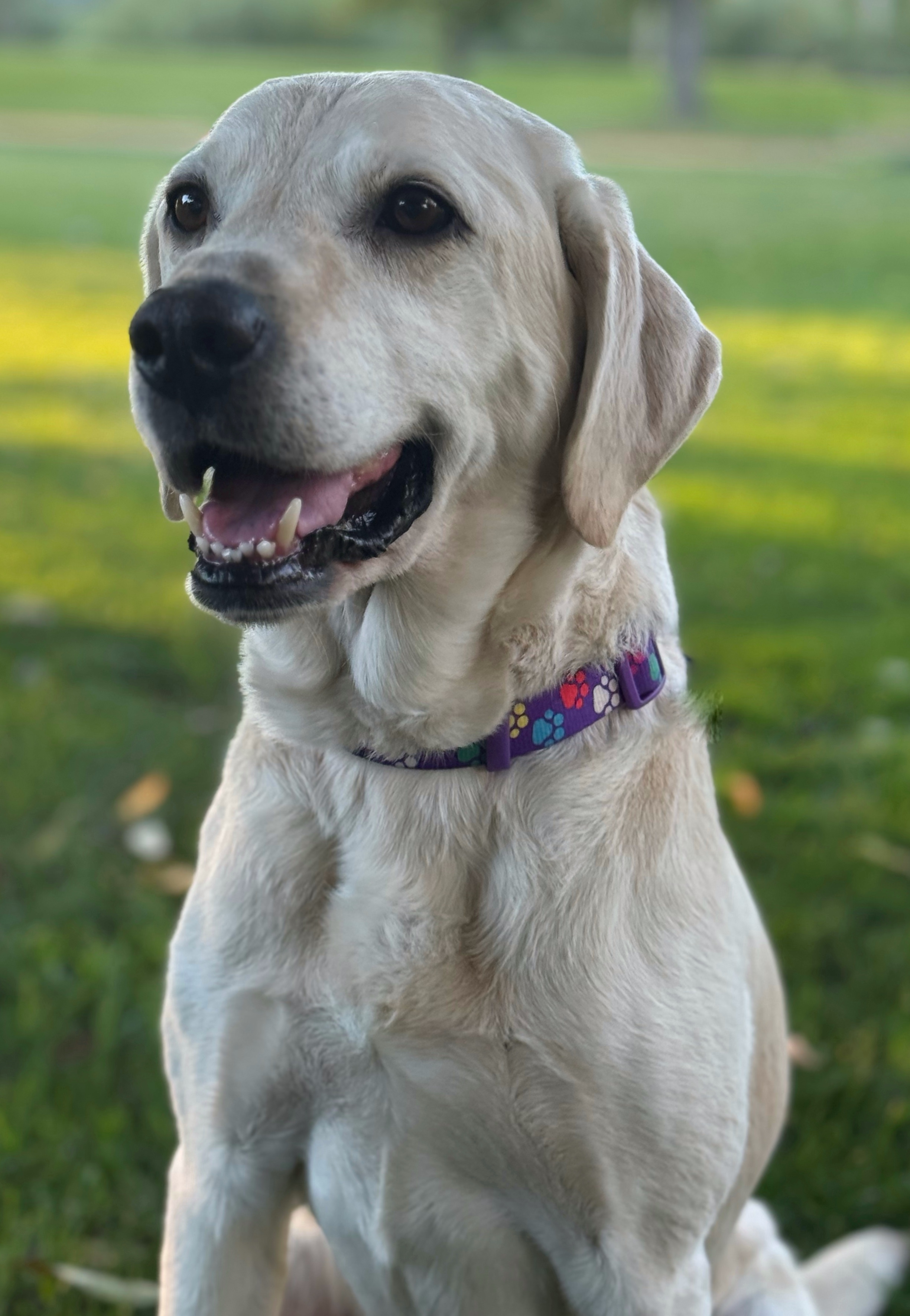 Rogue, an adoptable Labrador Retriever in Twin Falls, ID, 83301 | Photo Image 1