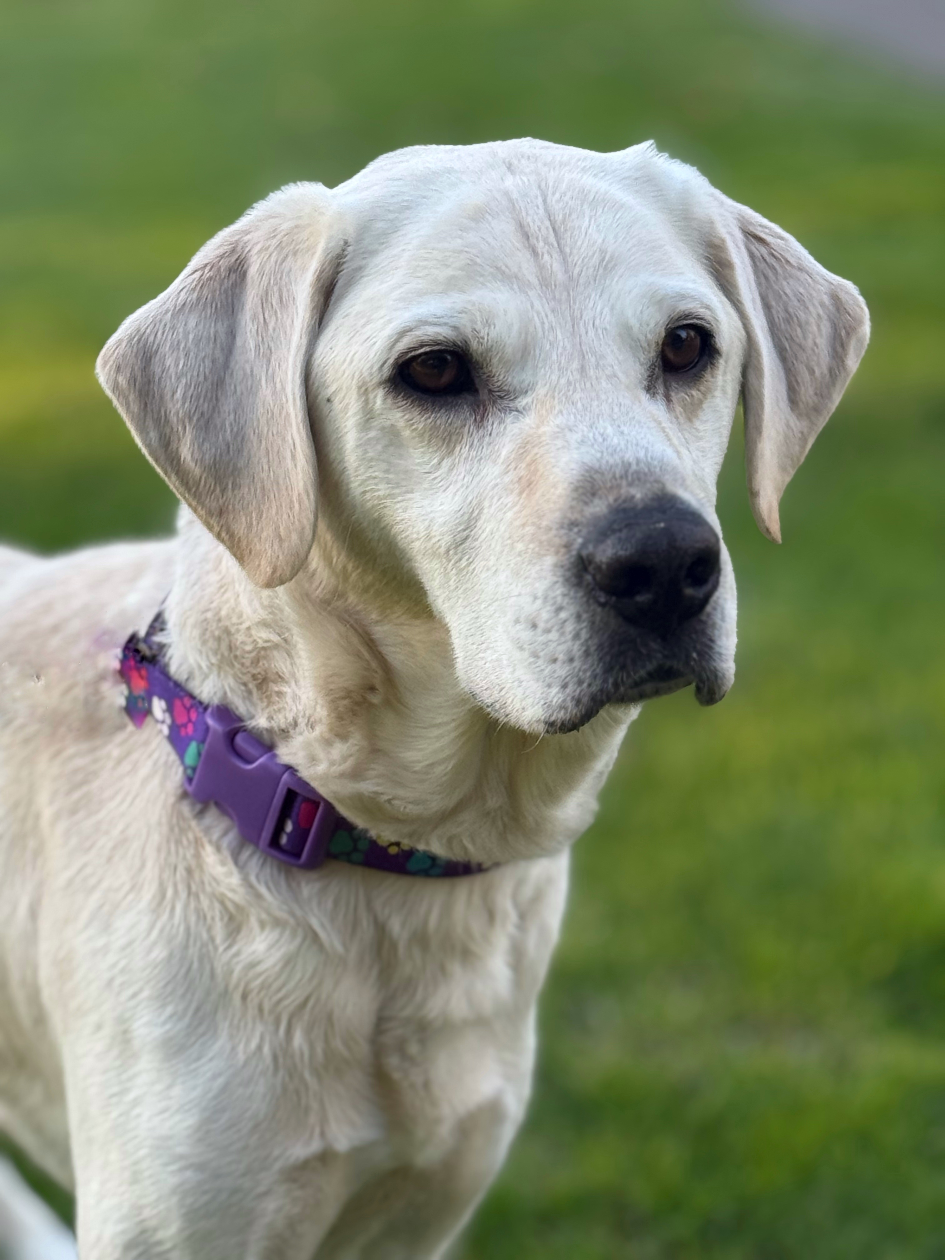 Rogue, an adoptable Labrador Retriever in Twin Falls, ID, 83301 | Photo Image 2