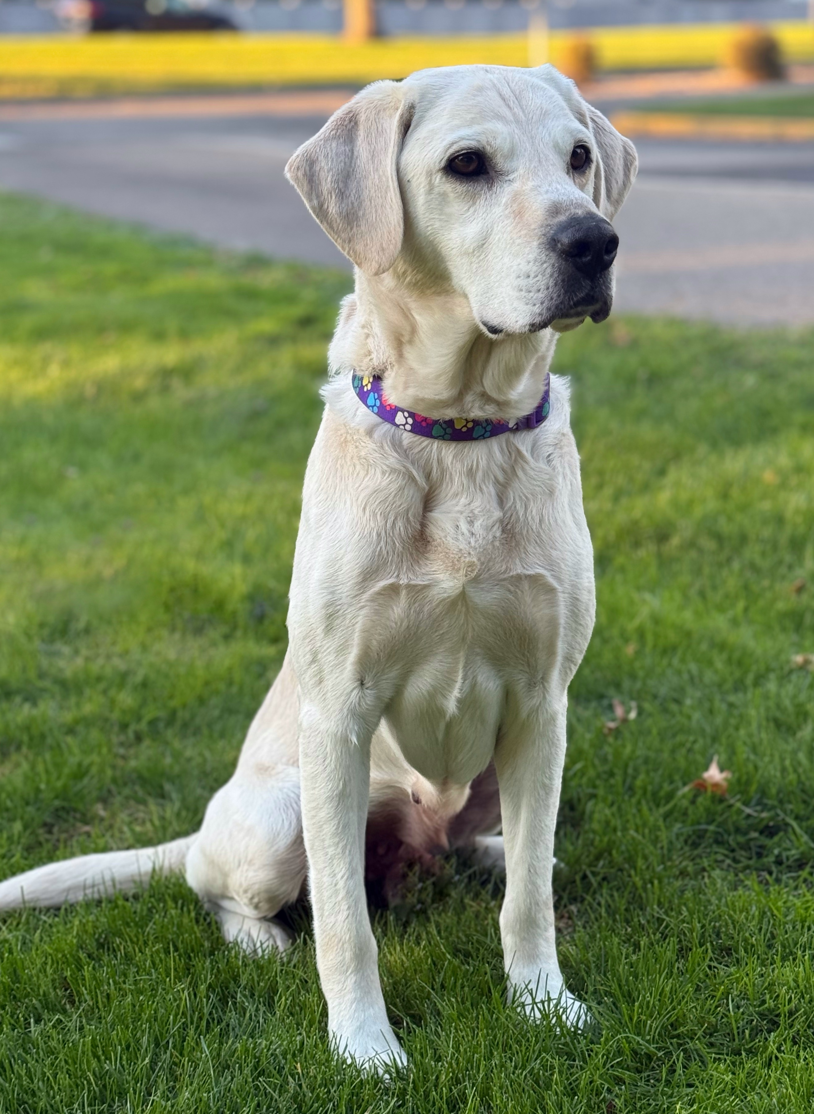 Rogue, an adoptable Labrador Retriever in Twin Falls, ID, 83301 | Photo Image 3