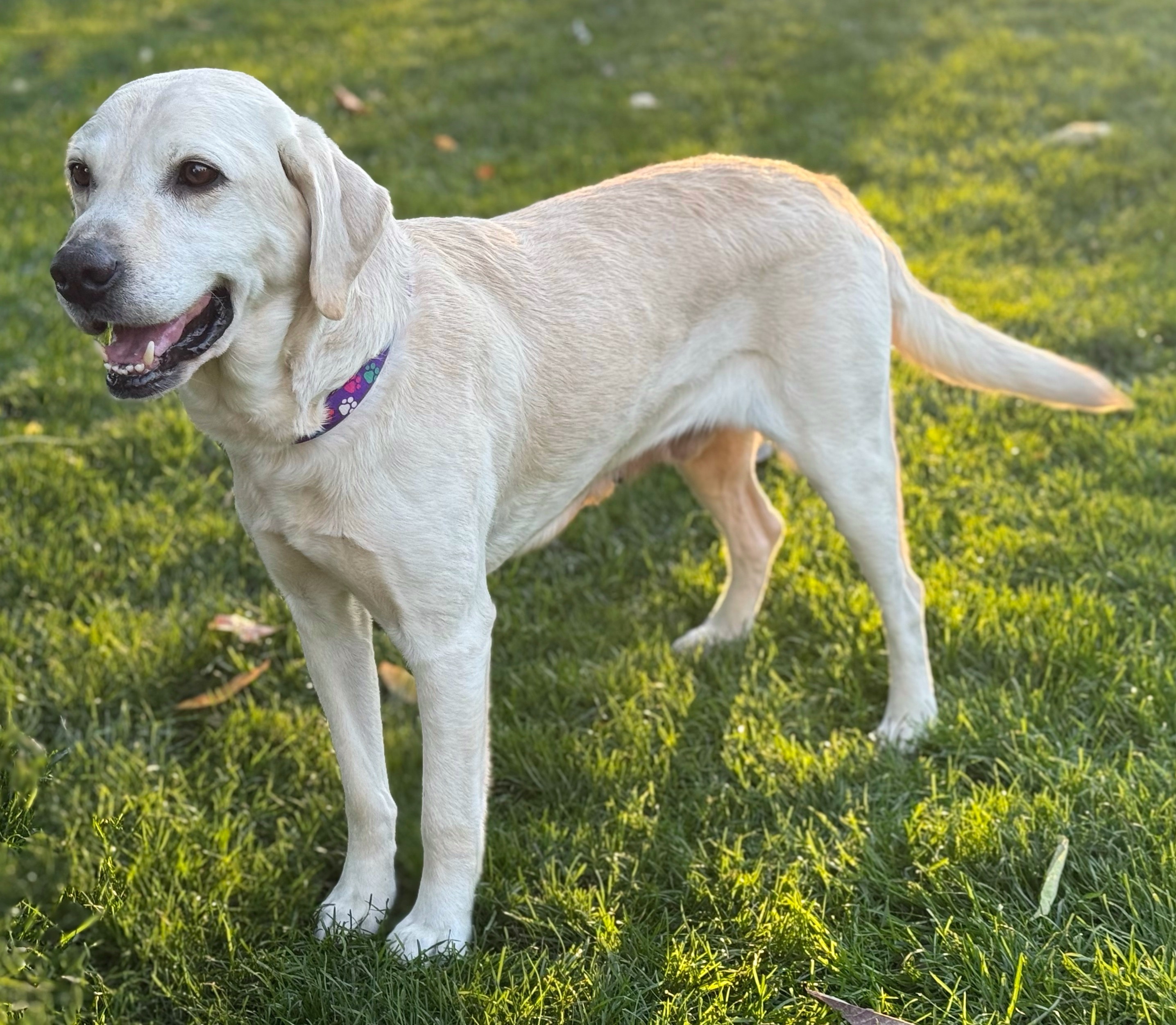 Rogue, an adoptable Labrador Retriever in Twin Falls, ID, 83301 | Photo Image 4