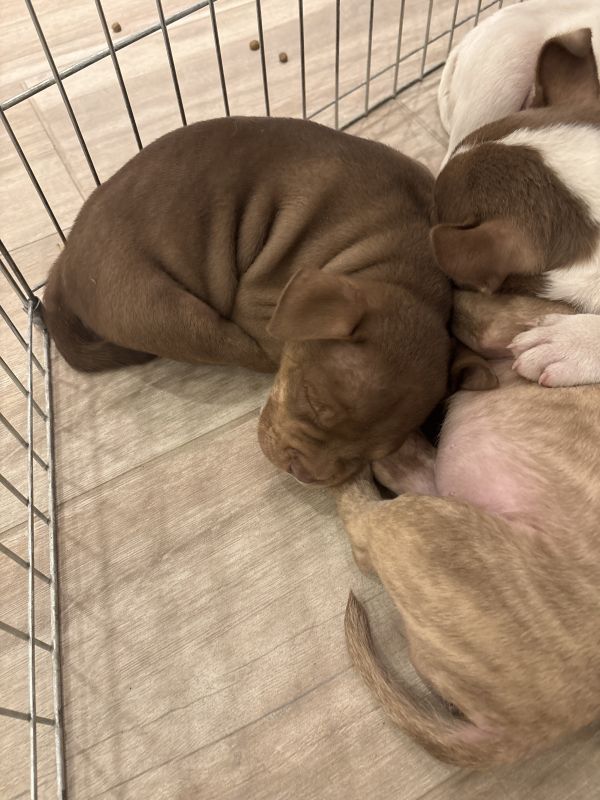 American Bully Brown photo 1