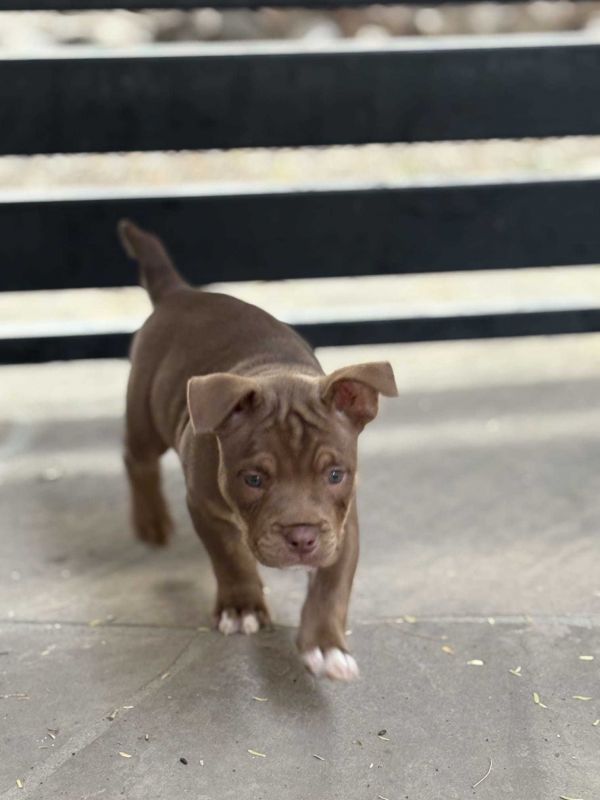 American Bully Brown thumbnail 2