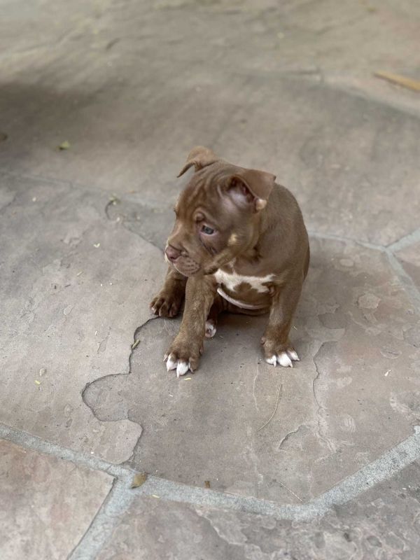 American Bully Brown thumbnail 3