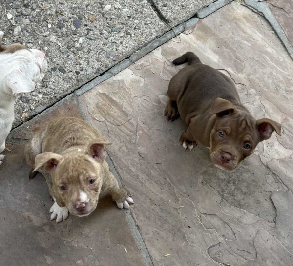 American Bully Brown thumbnail 4