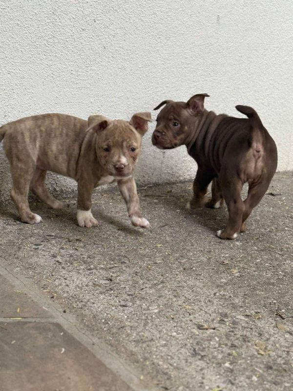 American Bully Brown thumbnail 5