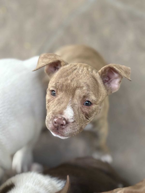 American Bully Brindle photo 1