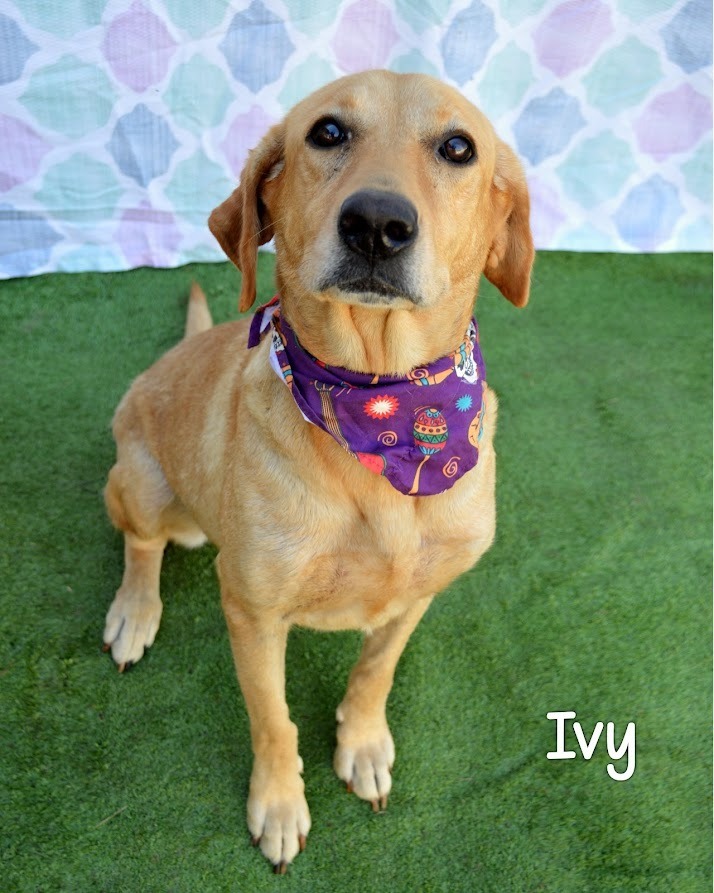 Ivy