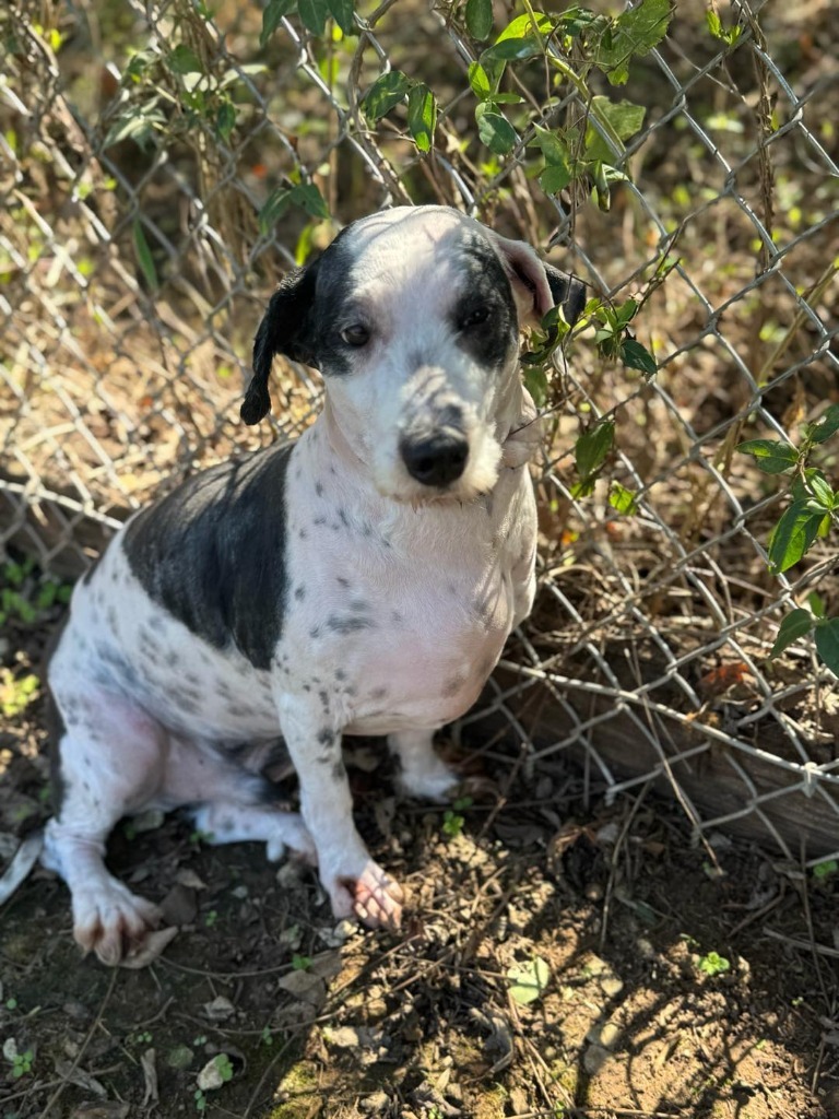 Sid