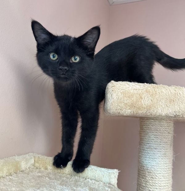 Lightning, an adoptable Domestic Short Hair in Great Falls, MT, 59405 | Photo Image 1