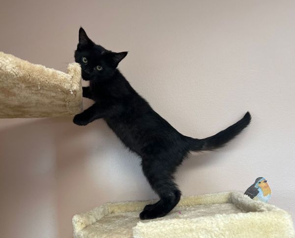 Lightning, an adoptable Domestic Short Hair in Great Falls, MT, 59405 | Photo Image 2