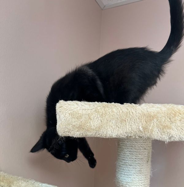 Lightning, an adoptable Domestic Short Hair in Great Falls, MT, 59405 | Photo Image 3