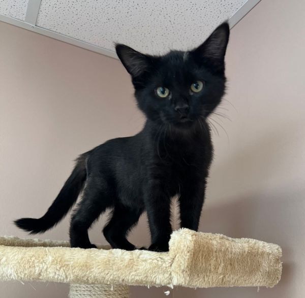 Lightning, an adoptable Domestic Short Hair in Great Falls, MT, 59405 | Photo Image 4