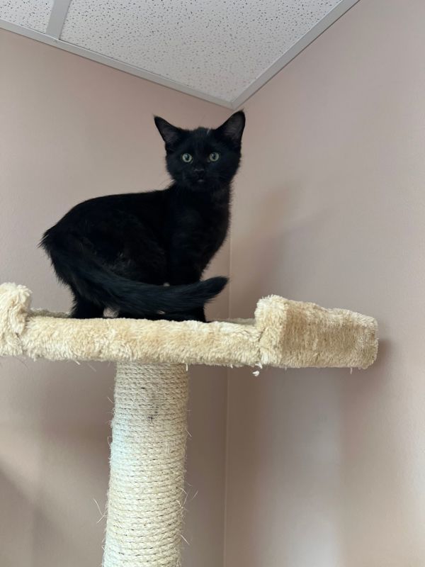 Lightning, an adoptable Domestic Short Hair in Great Falls, MT, 59405 | Photo Image 5