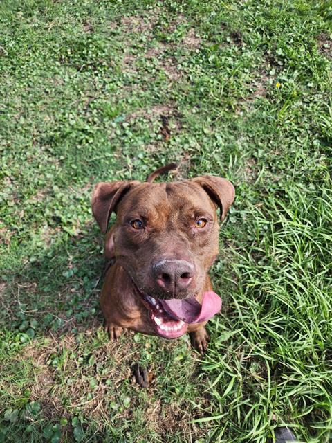 ROLO