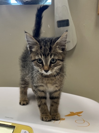 Chatty Cathy photo 1