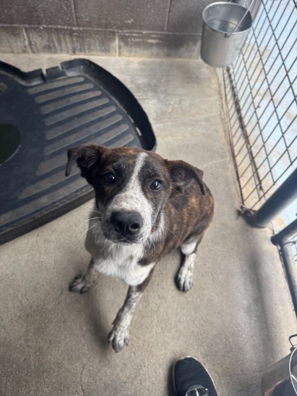 Candy Corn thumbnail 2