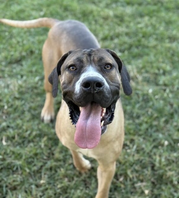 BALOO, an adoptable Boerboel in Riverside, CA, 92504 | Photo Image 1