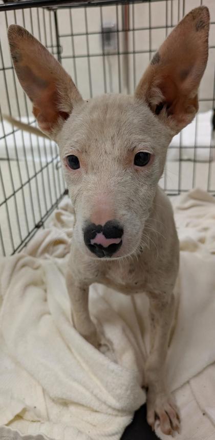 Raya, an adoptable Pharaoh Hound, Mixed Breed in Honolulu, HI, 96826 | Photo Image 1