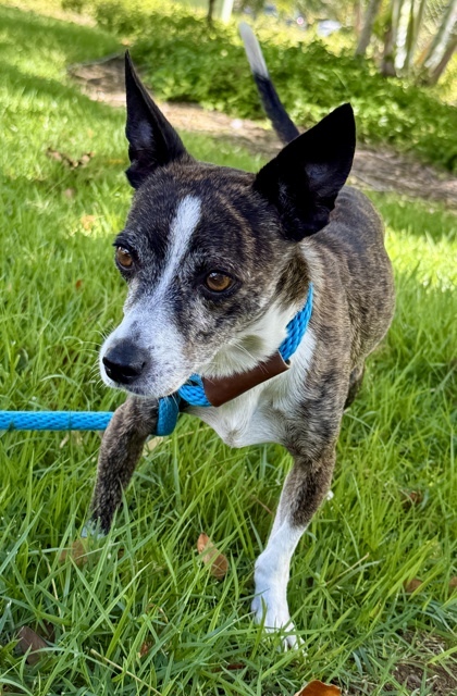 Milo, an adoptable Chihuahua, Mixed Breed in Honolulu, HI, 96826 | Photo Image 1