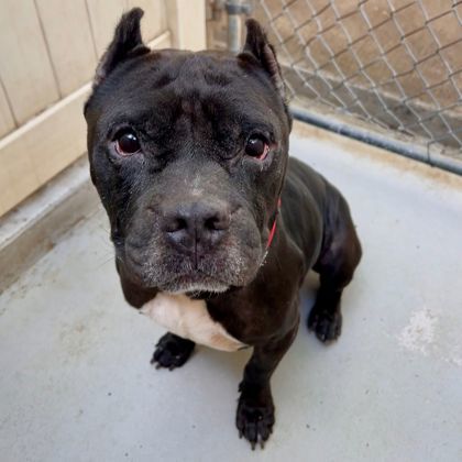 Sirius, an adoptable Pit Bull Terrier, Mixed Breed in Honolulu, HI, 96826 | Photo Image 1