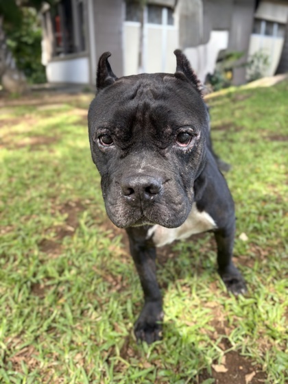 Sirius, an adoptable Pit Bull Terrier, Mixed Breed in Honolulu, HI, 96826 | Photo Image 2