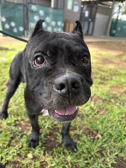 Sirius, an adoptable Pit Bull Terrier, Mixed Breed in Honolulu, HI, 96826 | Photo Image 3