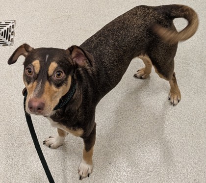 Zora, an adoptable Chihuahua, Terrier in Honolulu, HI, 96826 | Photo Image 1