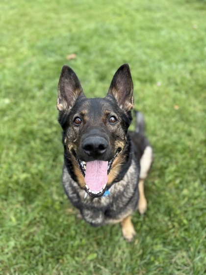Bella, an adoptable German Shepherd Dog, Mixed Breed in Harbor Springs, MI, 49740 | Photo Image 1