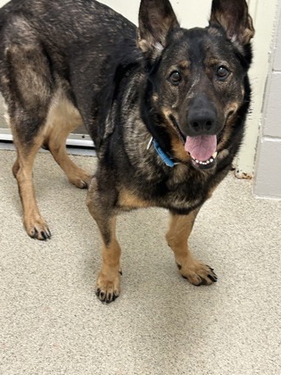Bella, an adoptable German Shepherd Dog, Mixed Breed in Harbor Springs, MI, 49740 | Photo Image 2