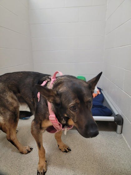 Bella, an adoptable German Shepherd Dog, Mixed Breed in Harbor Springs, MI, 49740 | Photo Image 3