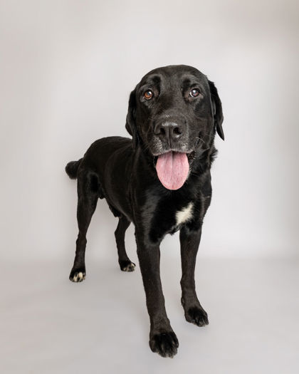 Tucker, an adoptable Labrador Retriever, Mixed Breed in Harbor Springs, MI, 49740 | Photo Image 1