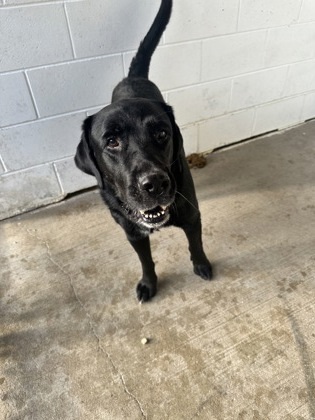 Tucker, an adoptable Labrador Retriever, Mixed Breed in Harbor Springs, MI, 49740 | Photo Image 2