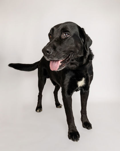 Tucker, an adoptable Labrador Retriever, Mixed Breed in Harbor Springs, MI, 49740 | Photo Image 3