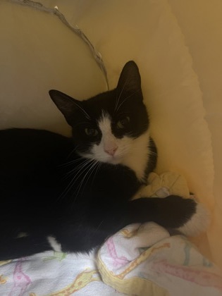 Oreo