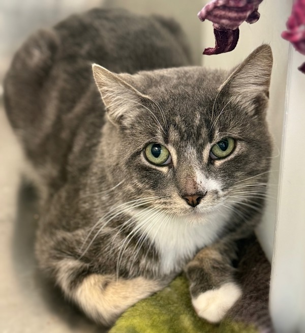 Ziggy * Barn Home Needed *