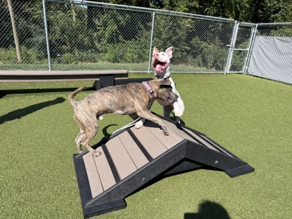 Sir Benny thumbnail 2