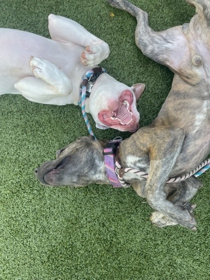 Sir Benny thumbnail 3