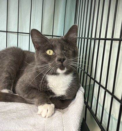 Jackie, an adoptable Domestic Short Hair in Walla Walla, WA, 99362 | Photo Image 1