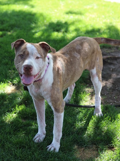 Waffles, an adoptable Mixed Breed in Walla Walla, WA, 99362 | Photo Image 1
