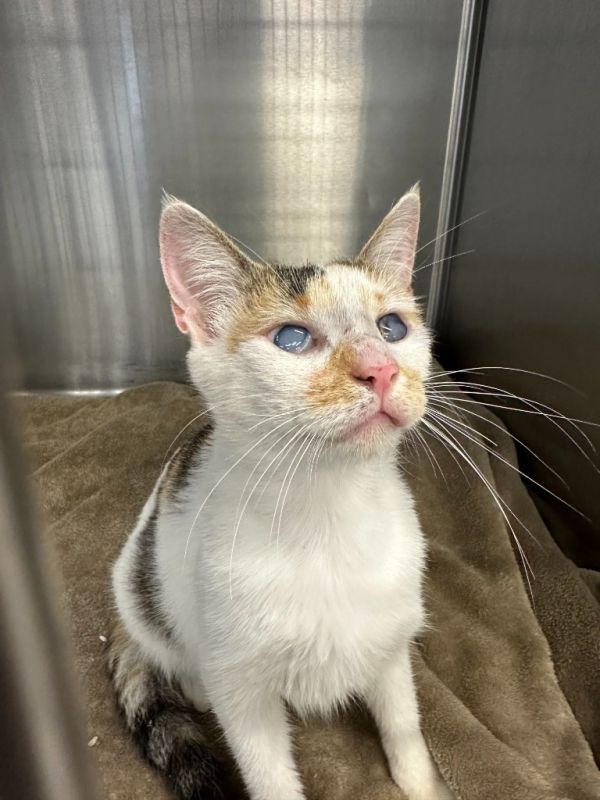 Helen Keller thumbnail 2