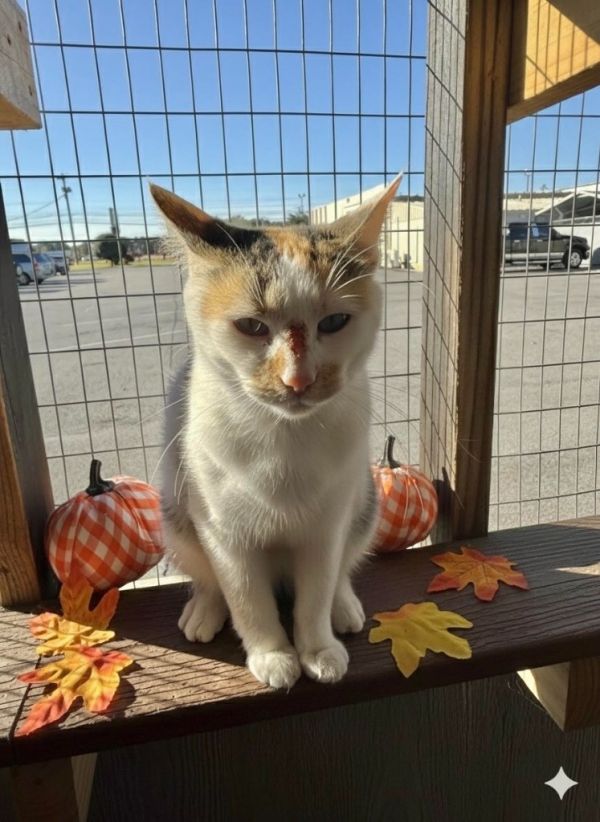 Helen Keller thumbnail 3