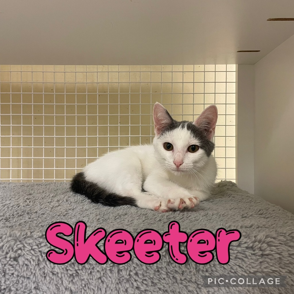 Skeeter