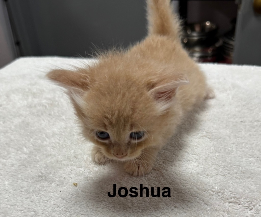 Joshua