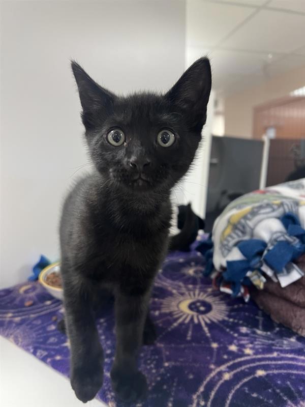 Snickers, an adoptable Domestic Short Hair in Great Falls, MT, 59405 | Photo Image 1