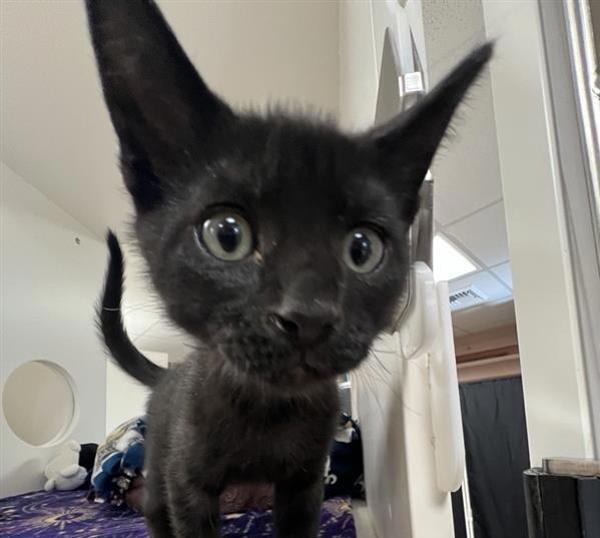 Snickers, an adoptable Domestic Short Hair in Great Falls, MT, 59405 | Photo Image 2