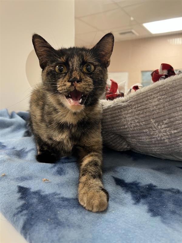 Kona, an adoptable Domestic Short Hair in Great Falls, MT, 59405 | Photo Image 1