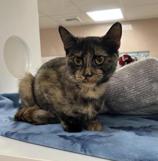 Kona, an adoptable Domestic Short Hair in Great Falls, MT, 59405 | Photo Image 2