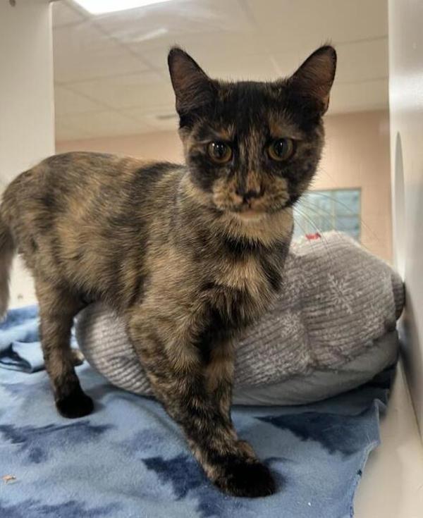 Kona, an adoptable Domestic Short Hair in Great Falls, MT, 59405 | Photo Image 3