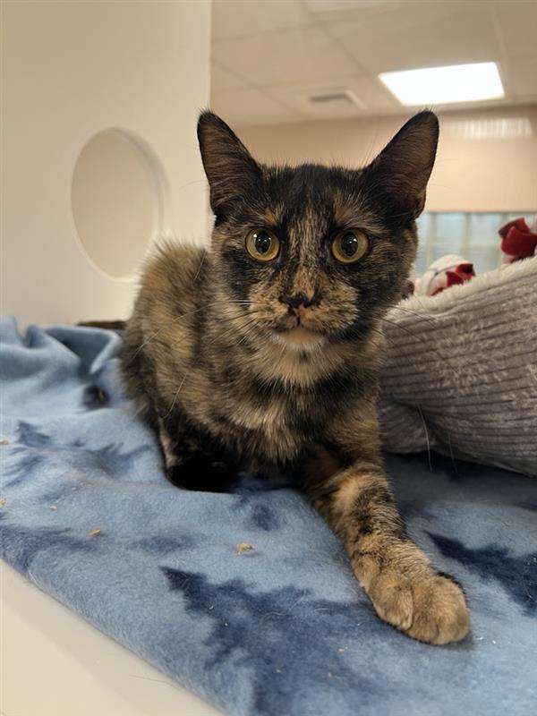 Kona, an adoptable Domestic Short Hair in Great Falls, MT, 59405 | Photo Image 4